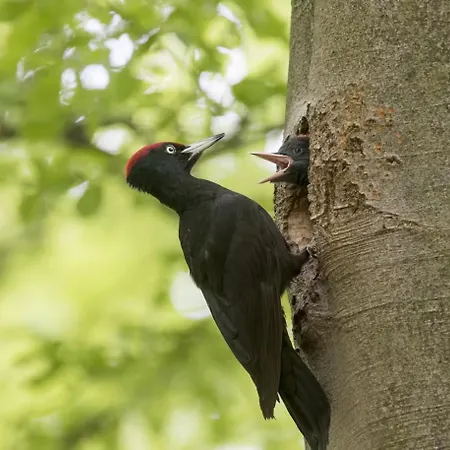 Blue Artist Veluwe בקתה Doornspijk