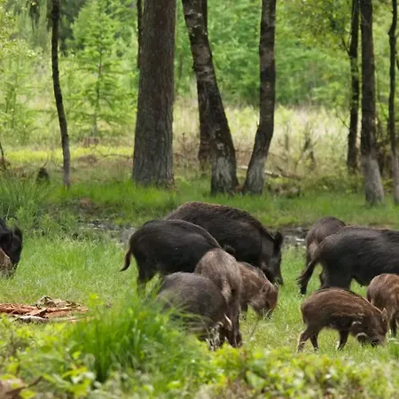 Blue Artist Veluwe Doornspijk