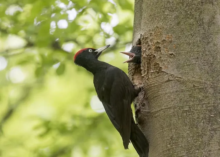 Blue Artist Veluwe Alpstuga Doornspijk