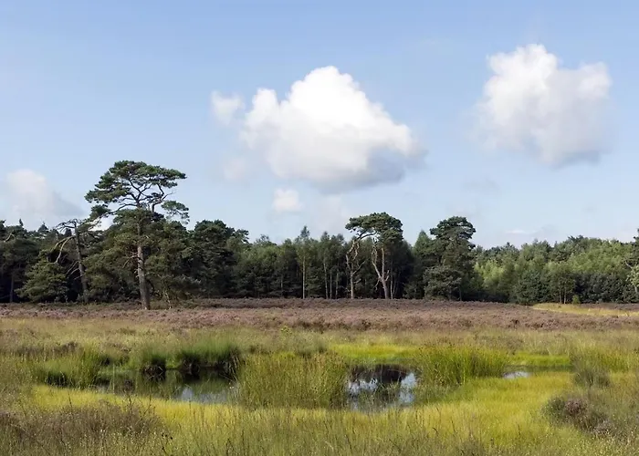 Blue Artist Veluwe *
