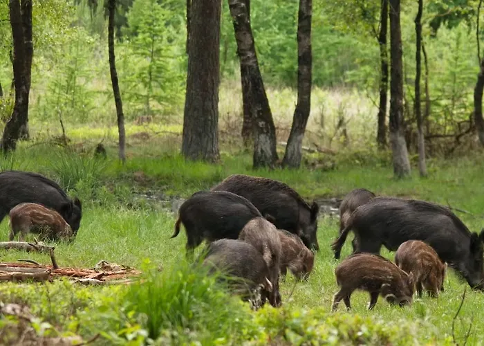 Blue Artist Veluwe Doornspijk